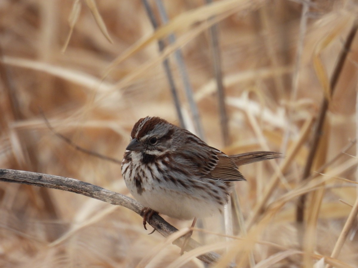 Song Sparrow - ML632311174