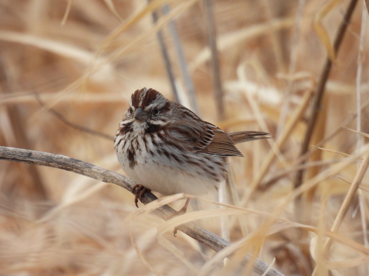 Song Sparrow - ML632311175