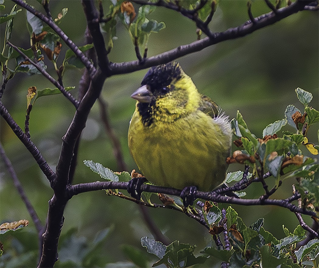 Black-chinned Siskin - ML632311229