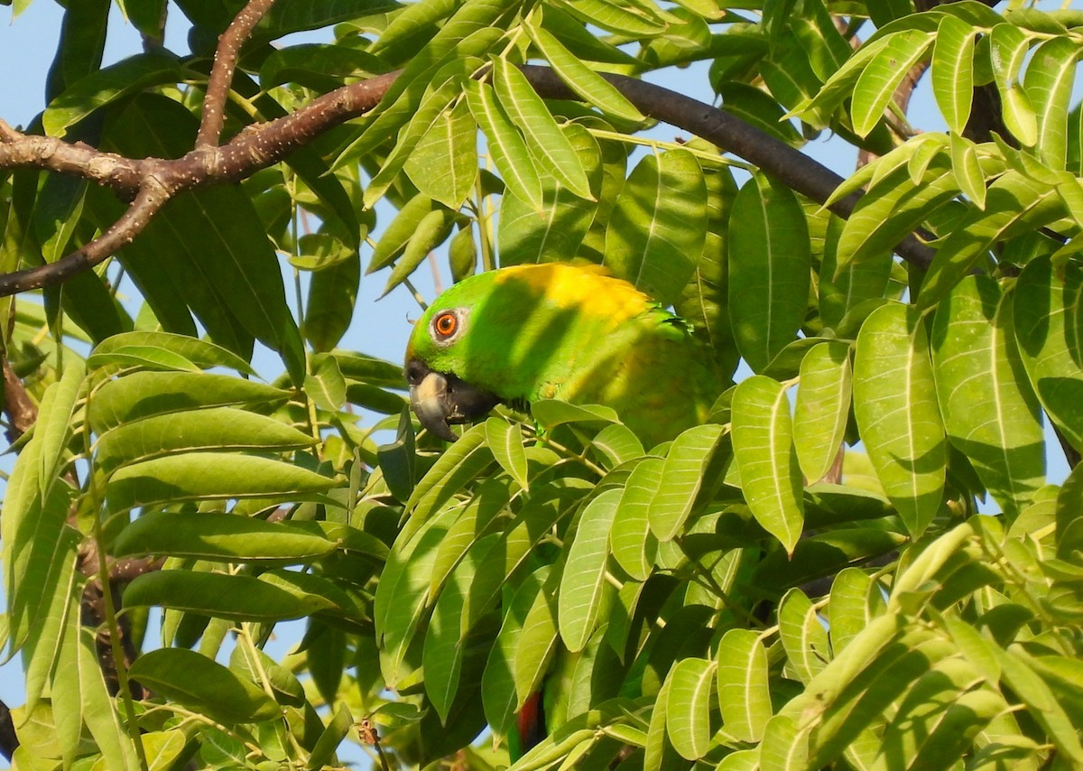 Yellow-naped Amazon - ML632311251
