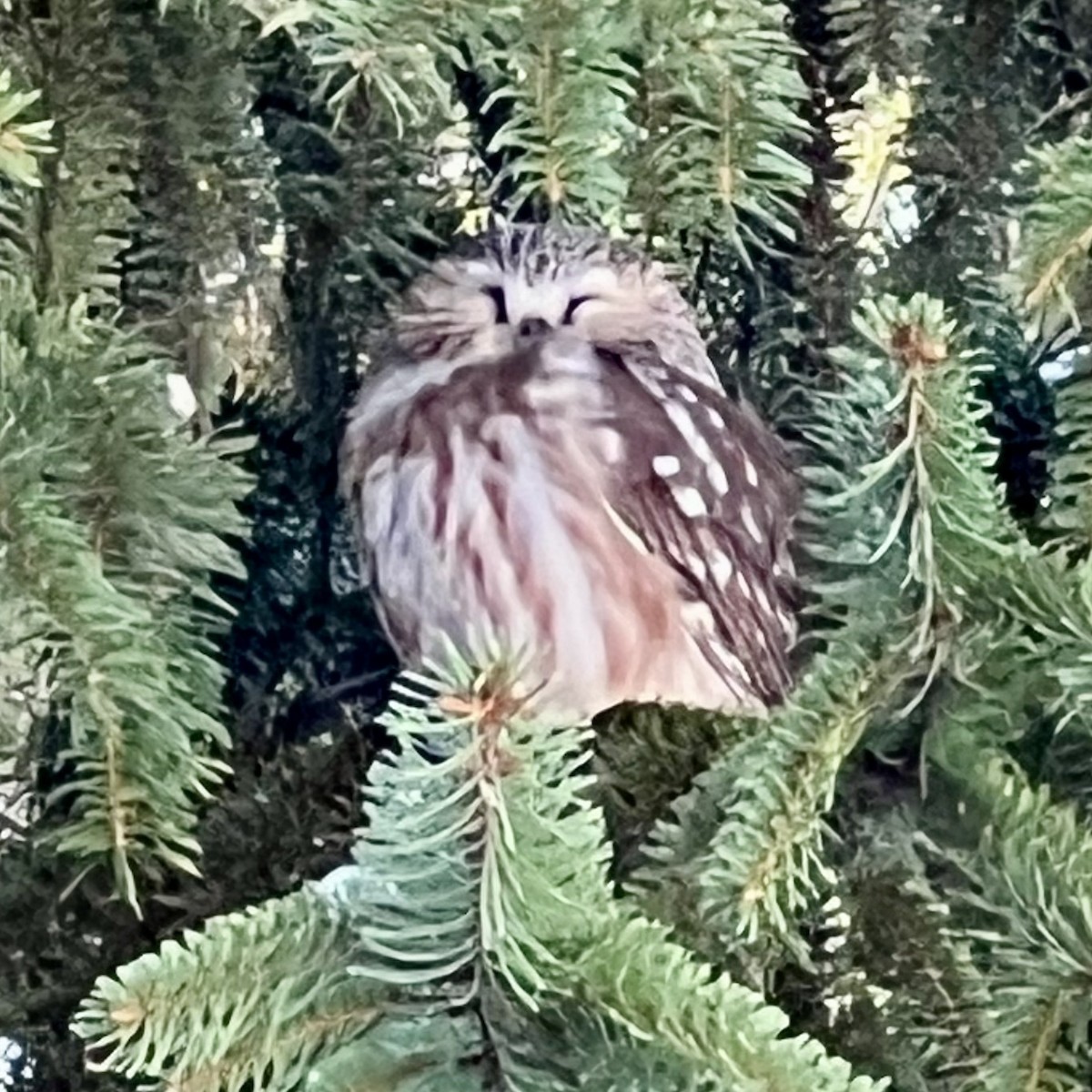 Northern Saw-whet Owl - ML632311262
