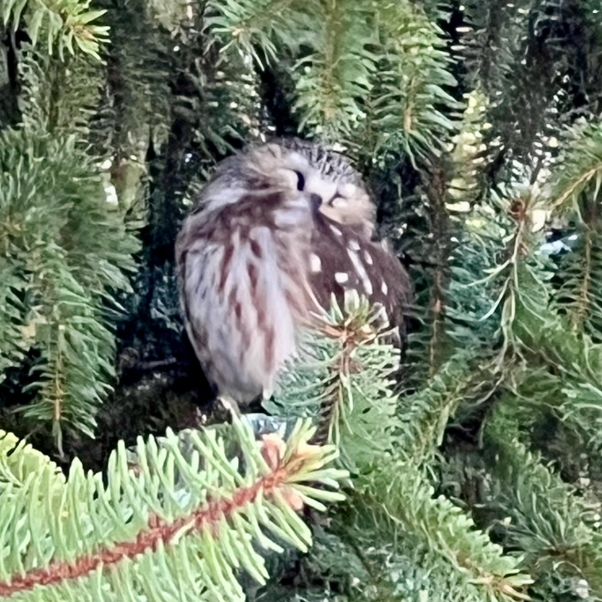 Northern Saw-whet Owl - ML632311263