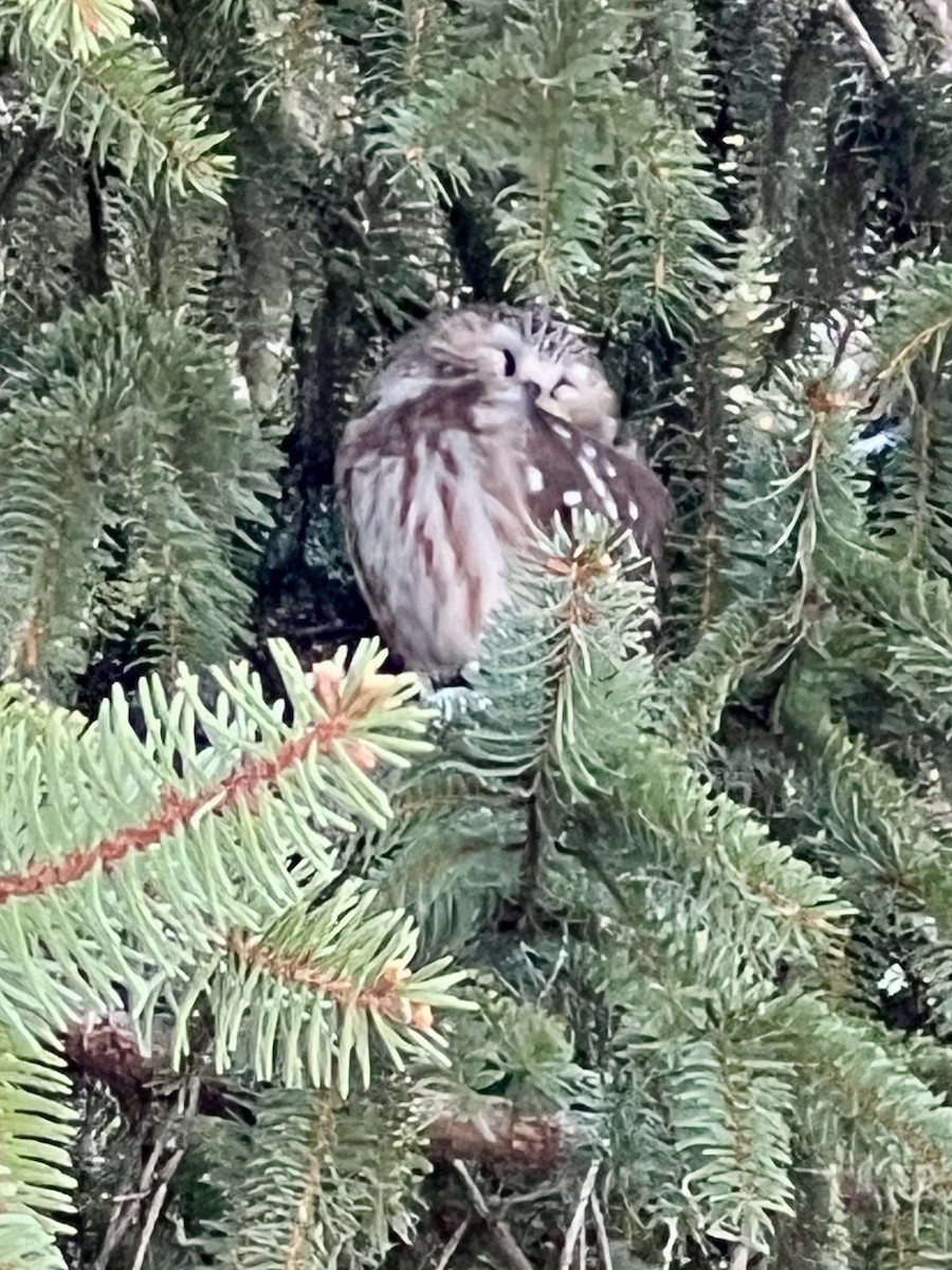 Northern Saw-whet Owl - ML632311264