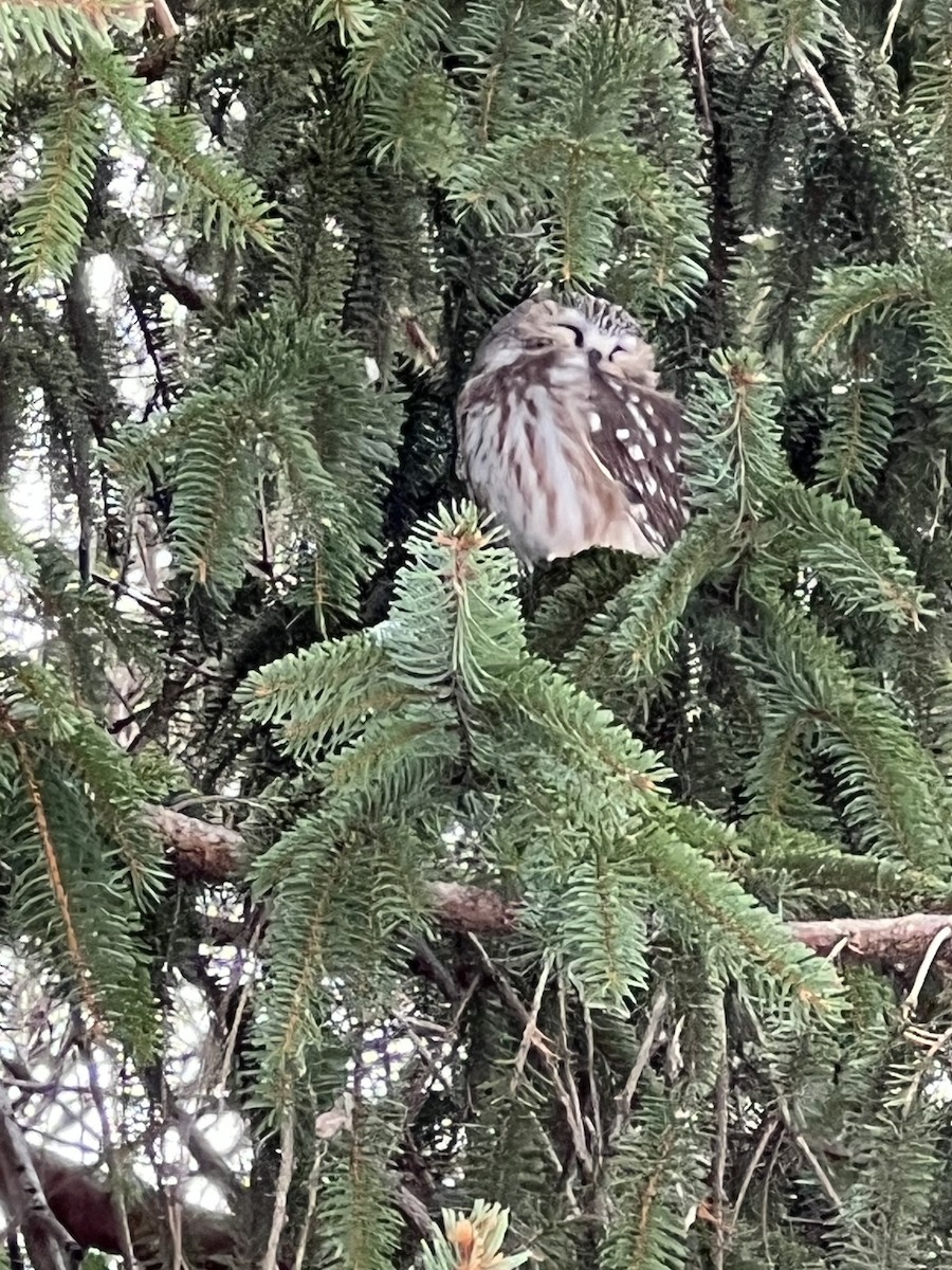 Northern Saw-whet Owl - ML632311265
