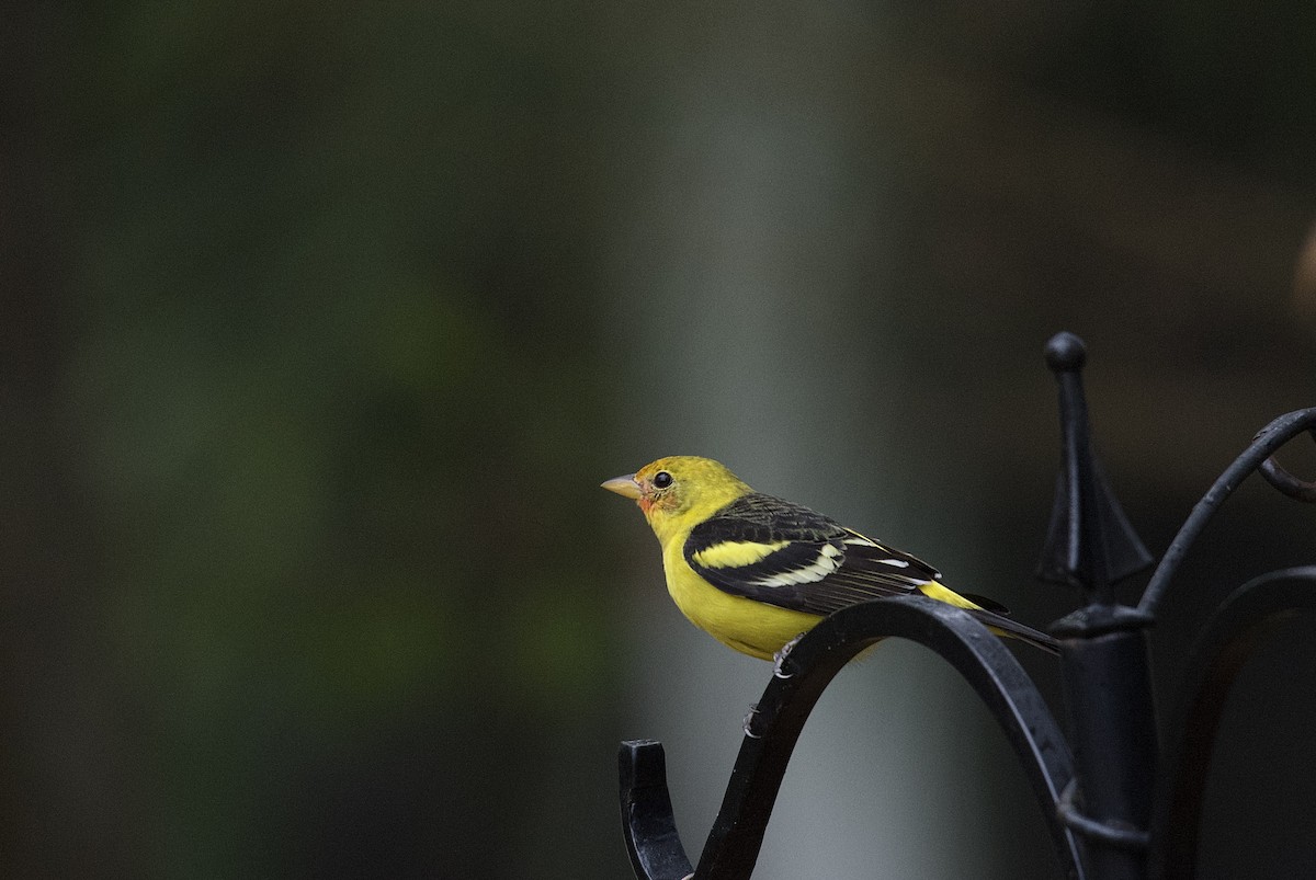 Western Tanager - ML632311285