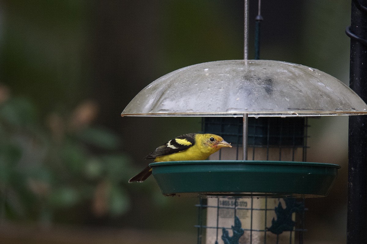 Western Tanager - ML632311286