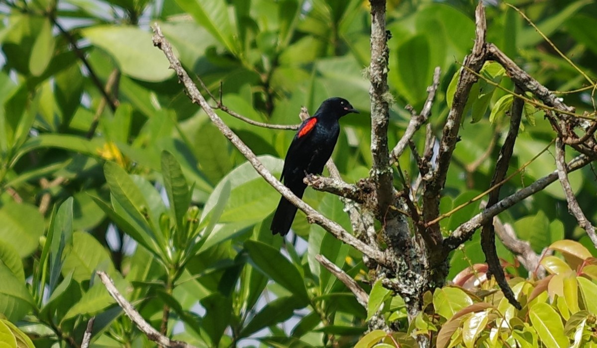 Red-shouldered Cuckooshrike - ML632311289