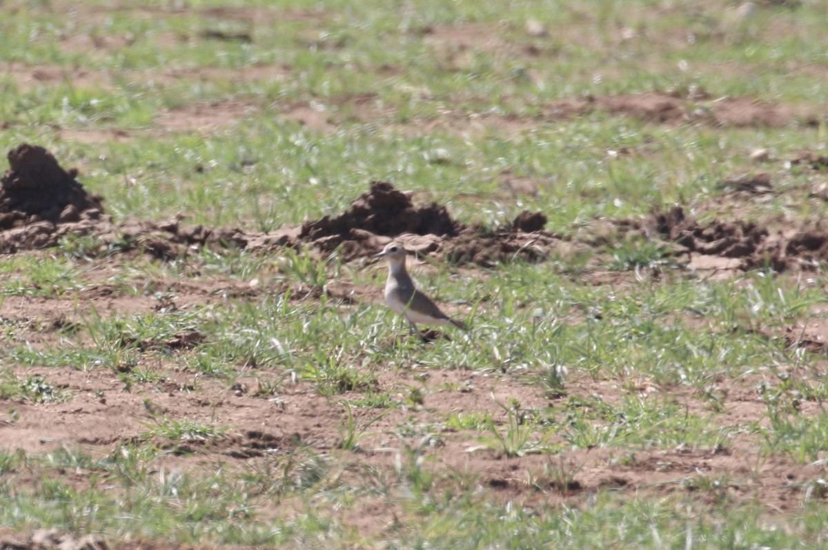 Mountain Plover - ML632311305