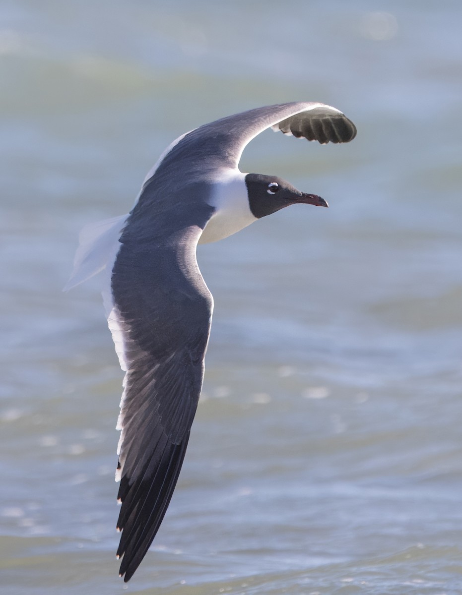 Gabbiano sghignazzante - ML632311323