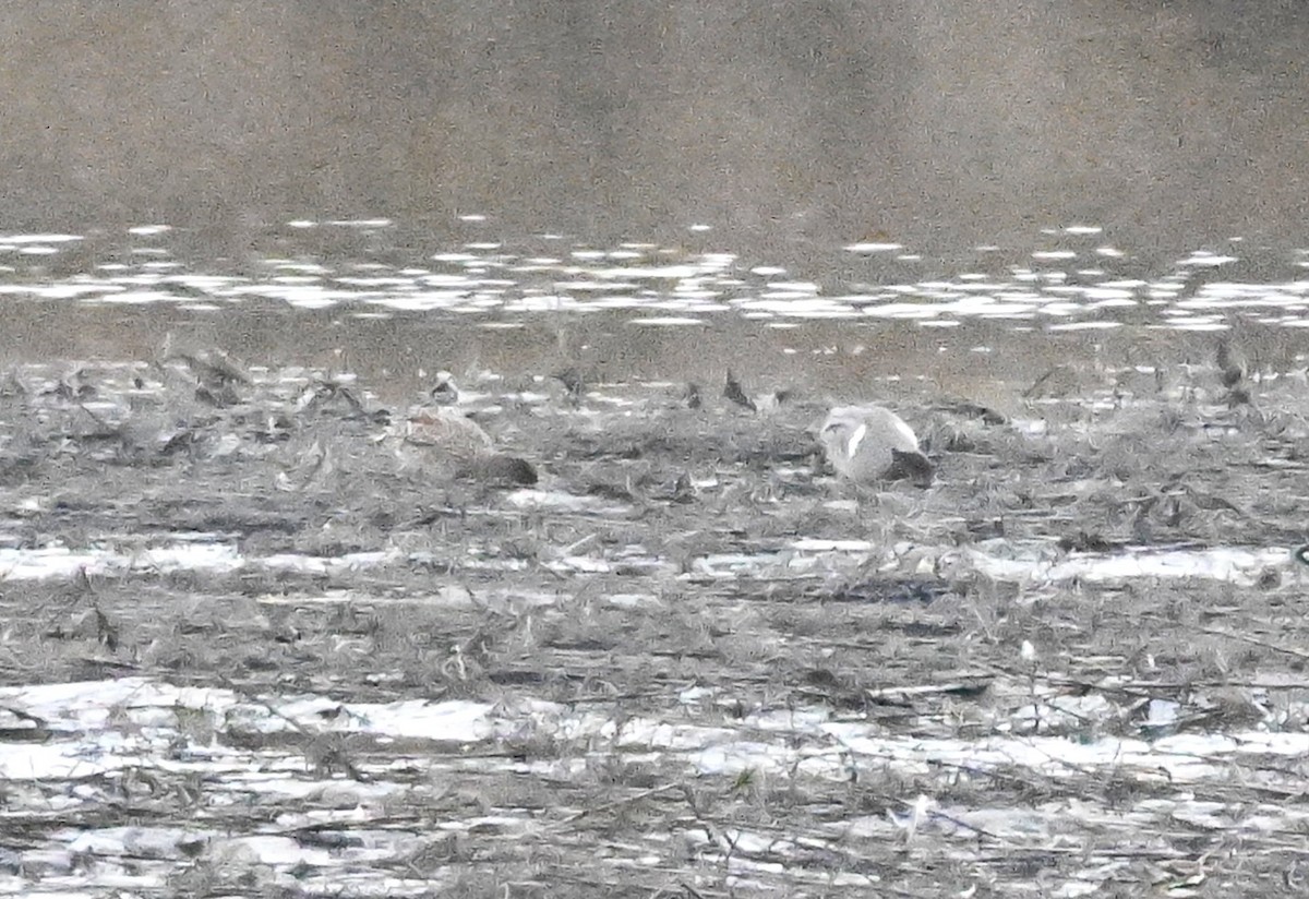 eBird Checklist - 18 Mar 2025 - Wood Dale Reservoir - 32 species