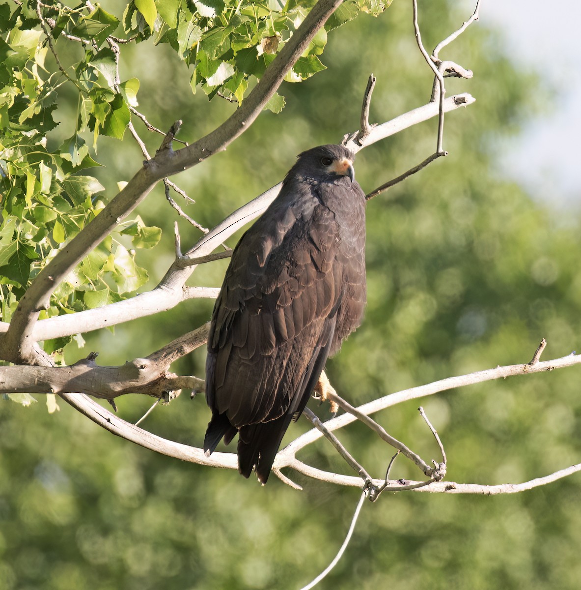 Common Black Hawk - ML632311523