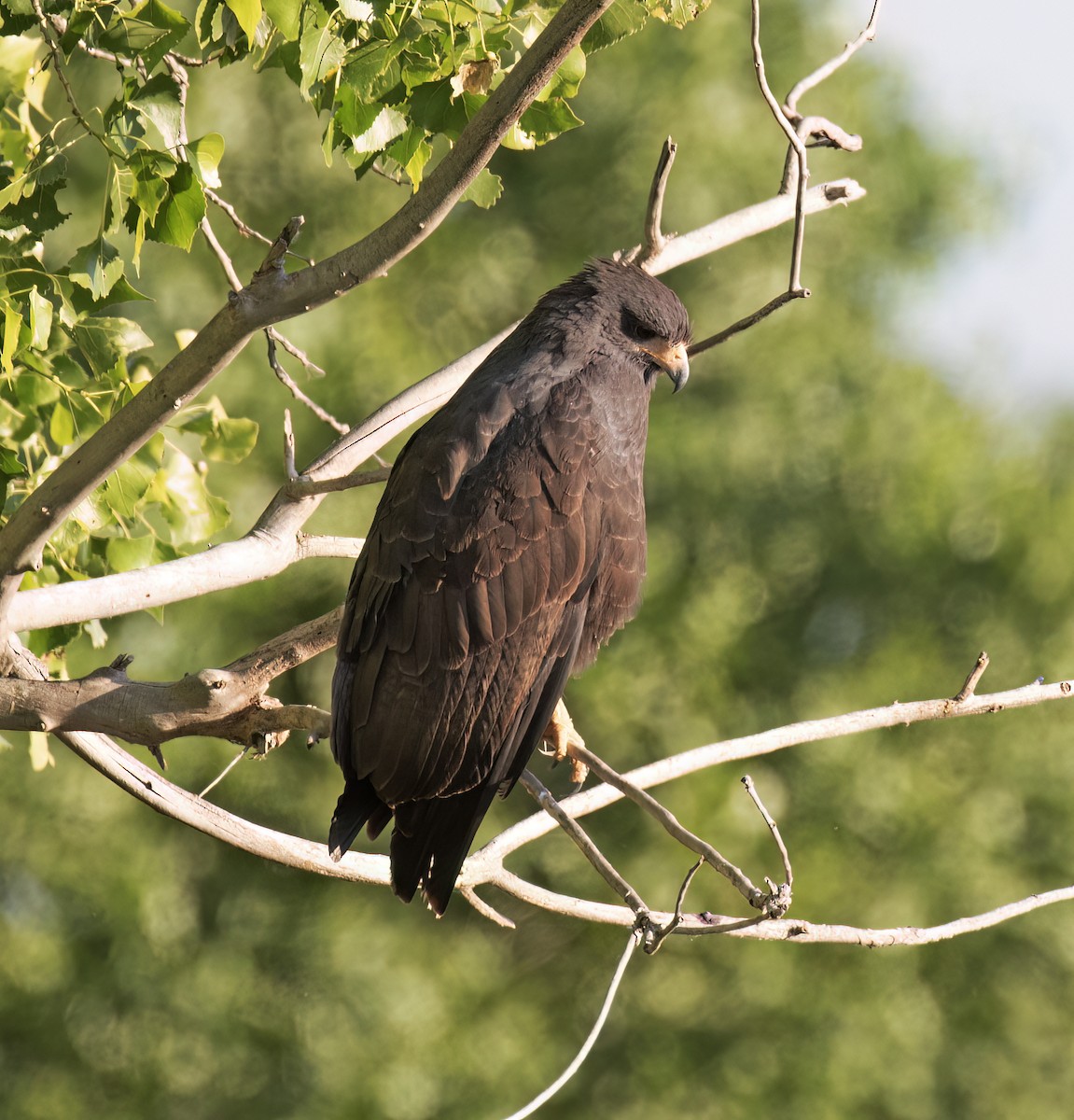 Common Black Hawk - ML632311524
