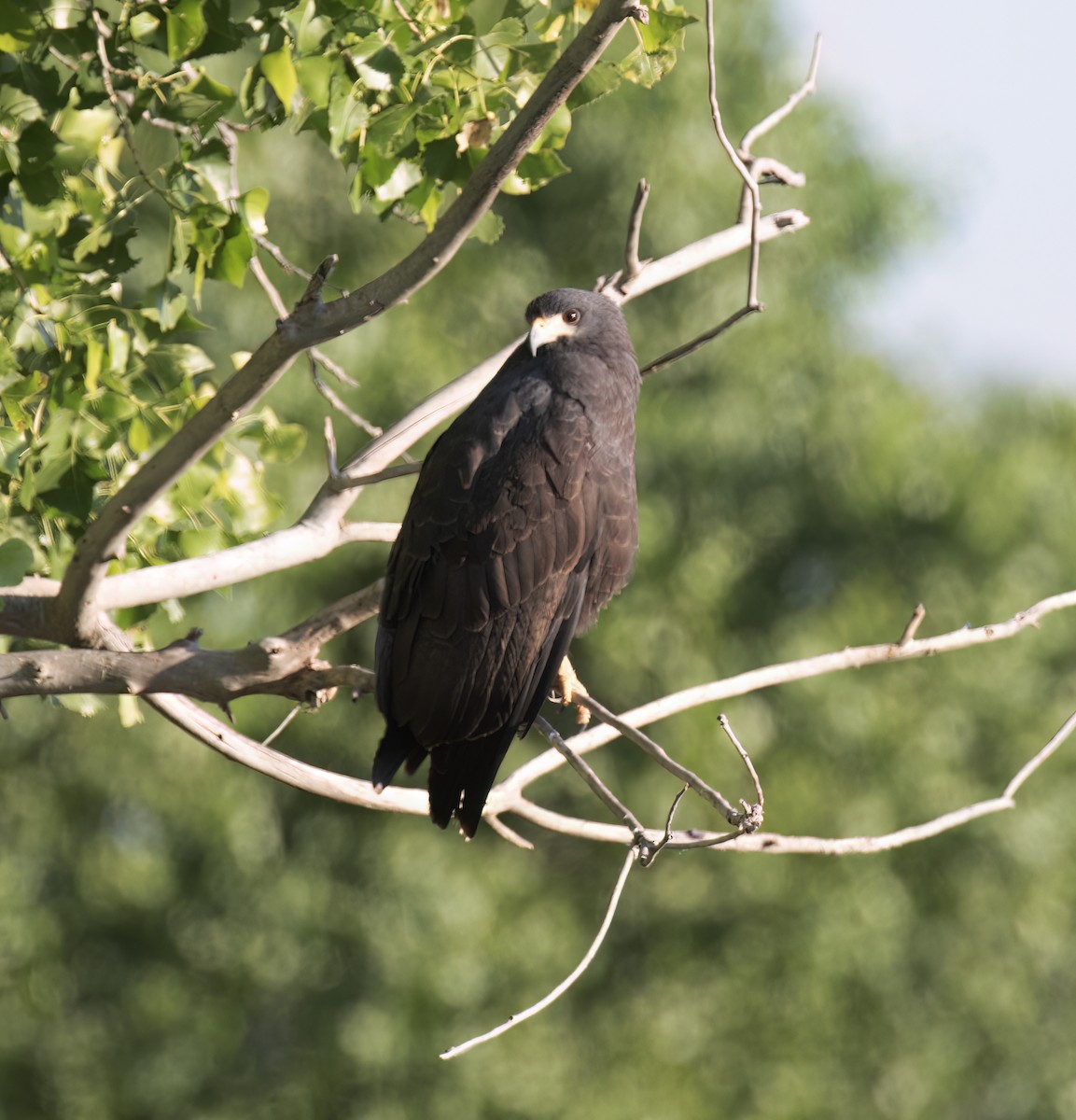 Common Black Hawk - ML632311525