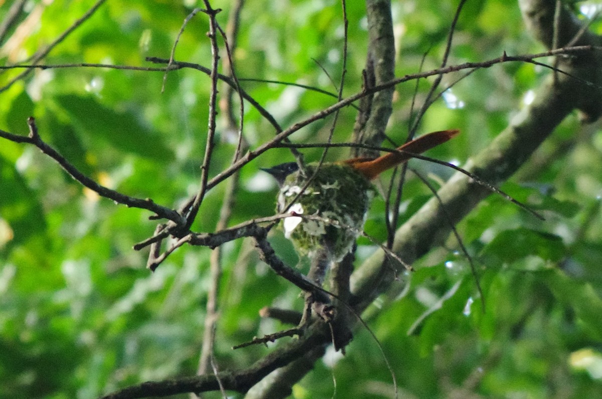 Rufous Flycatcher-Thrush - ML632311655