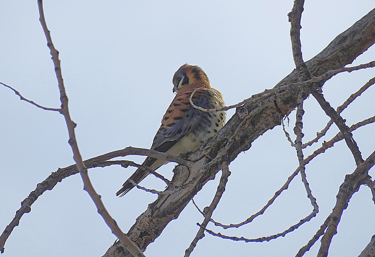 Cernícalo Americano - ML632311658