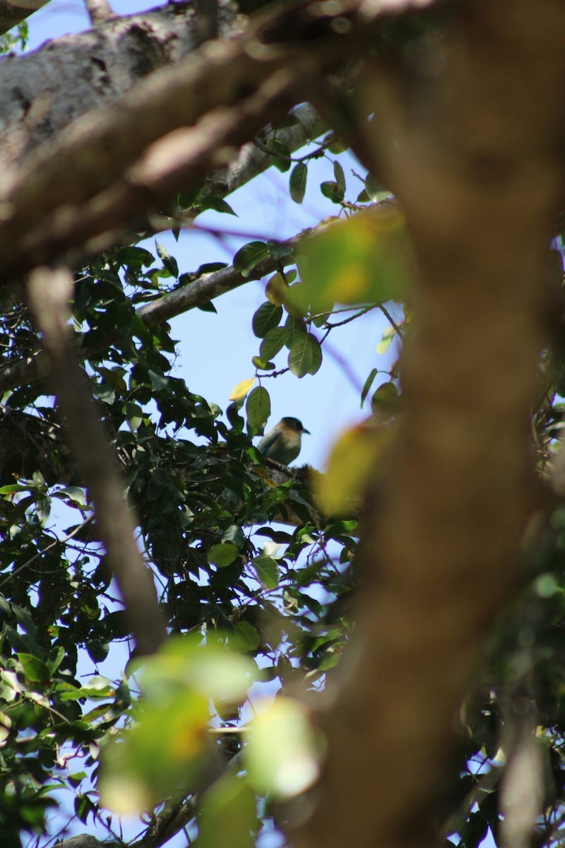 Blue-capped Motmot - ML632311666