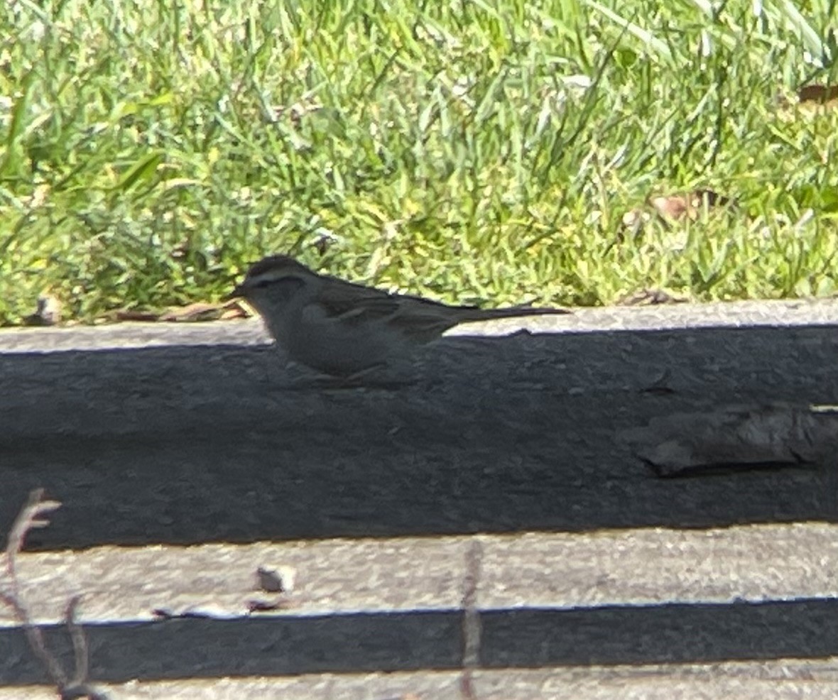 strnádka vrabcovitá - ML632311672