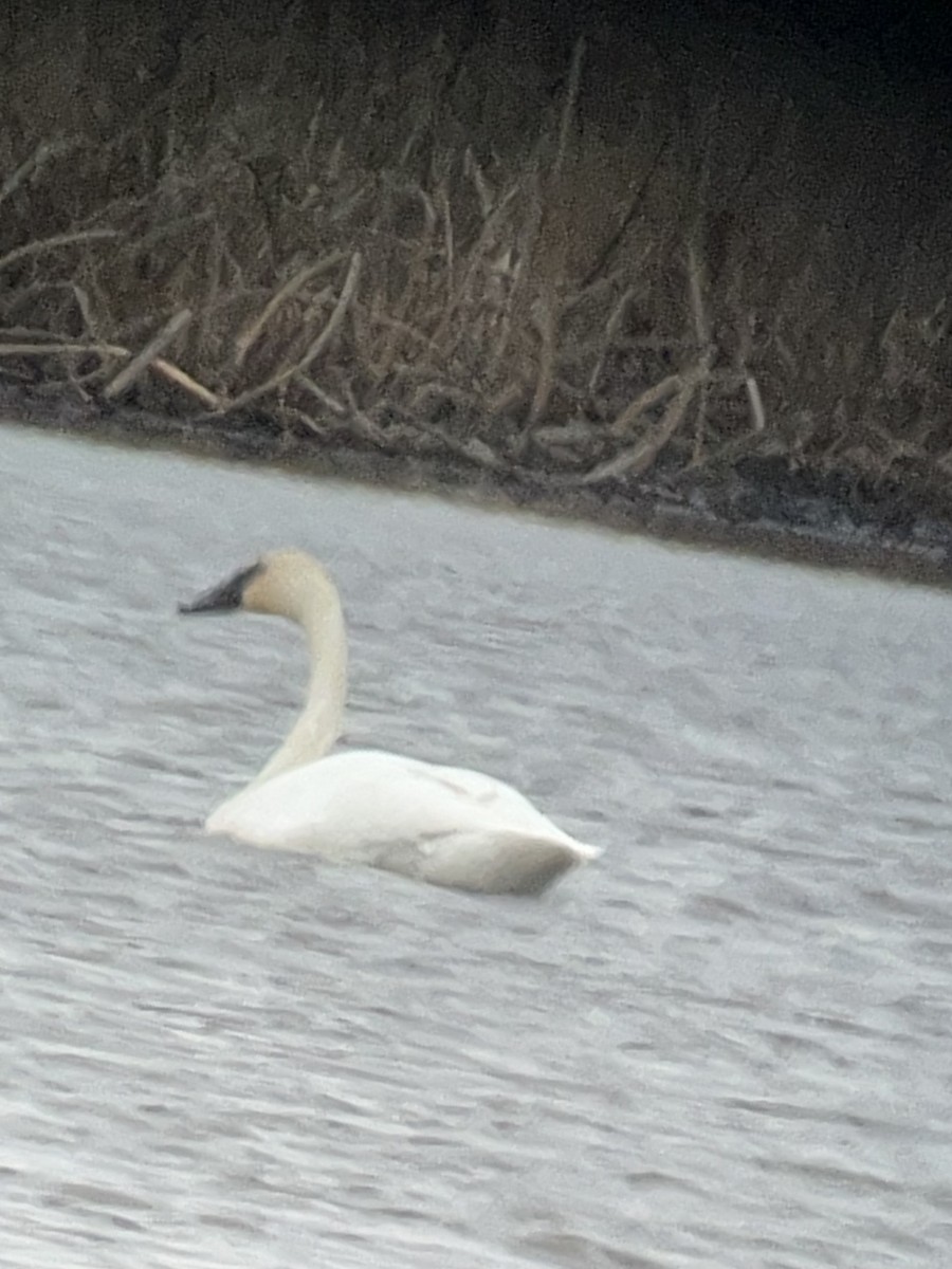 Trumpeter Swan - ML632311790
