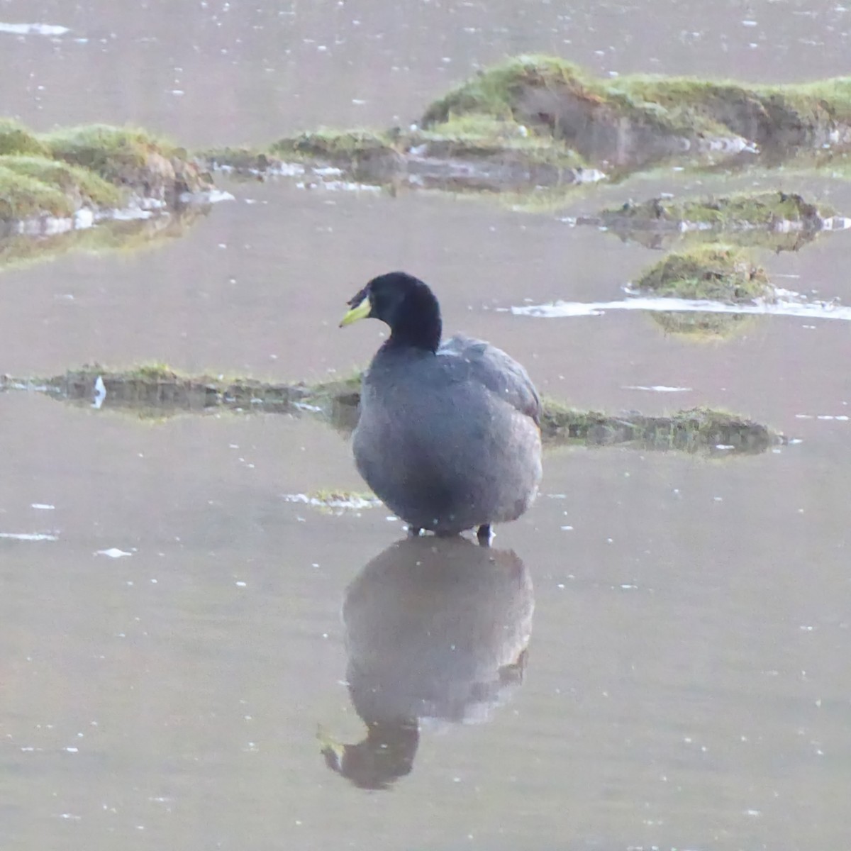 Horned Coot - ML632312053