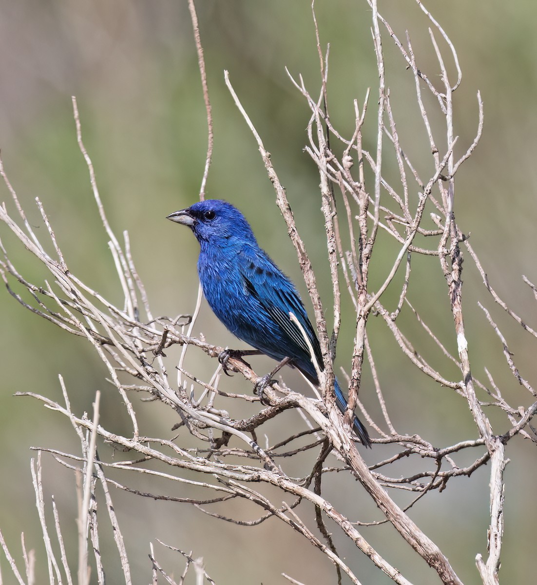 Indigo Bunting - Gary Rosenberg