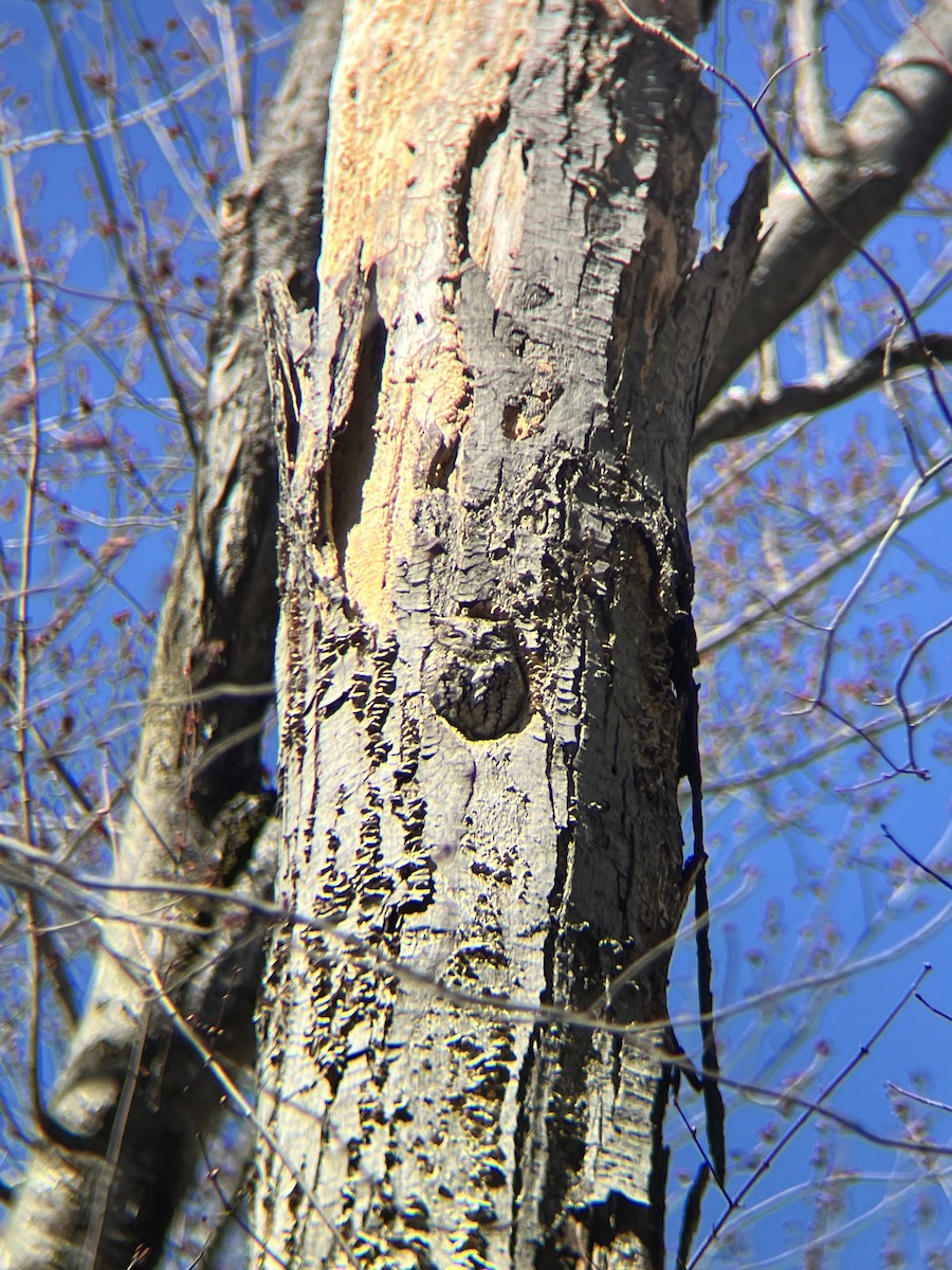 Eastern Screech-Owl - ML632312214