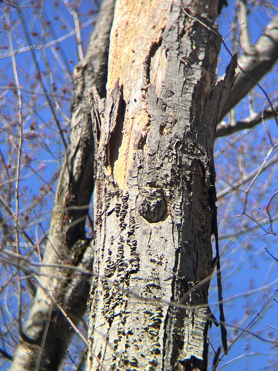 Eastern Screech-Owl - ML632312215