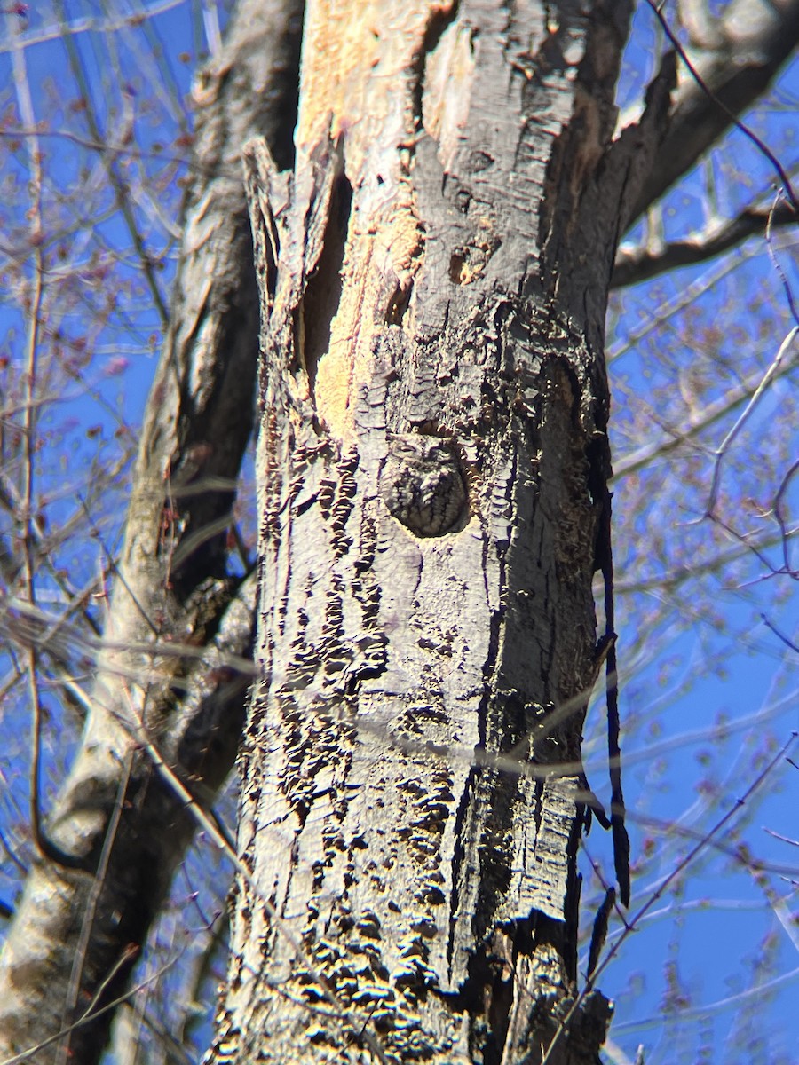 Eastern Screech-Owl - ML632312216
