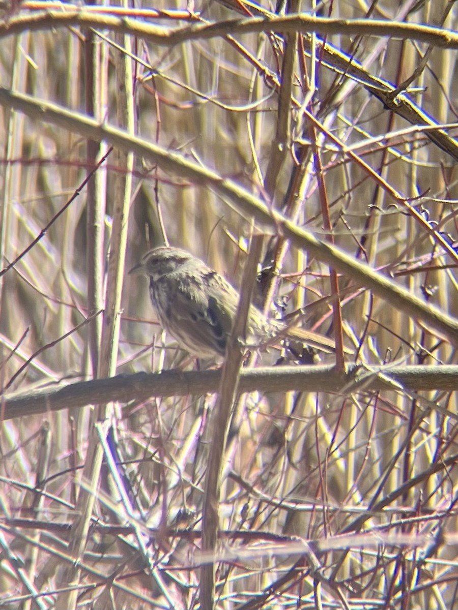 Song Sparrow - ML632312240