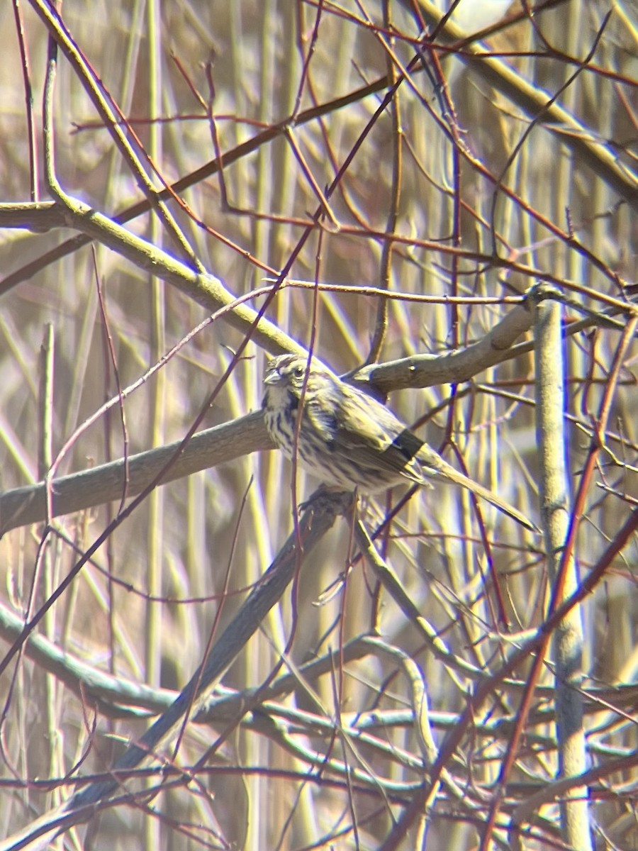 Song Sparrow - ML632312241