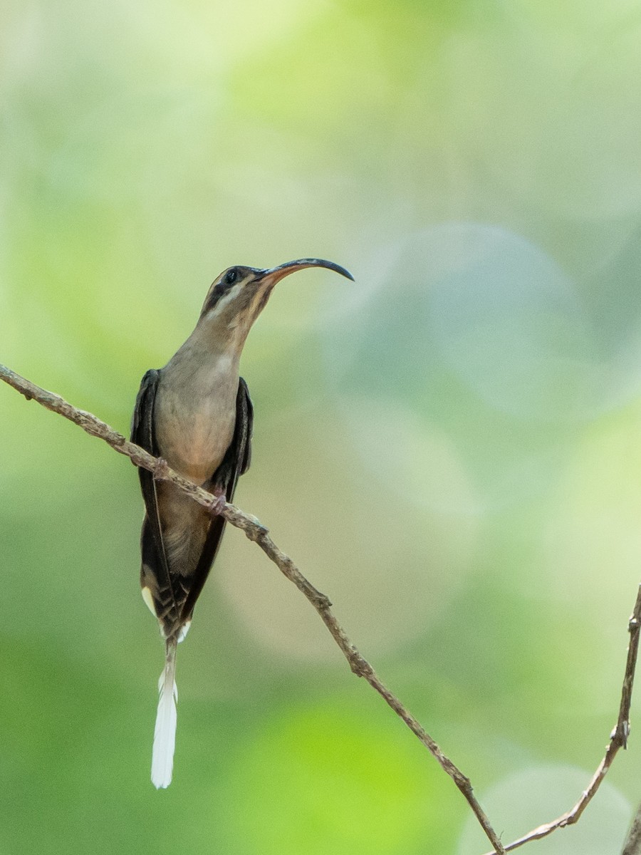 Long-billed Hermit - ML632312381