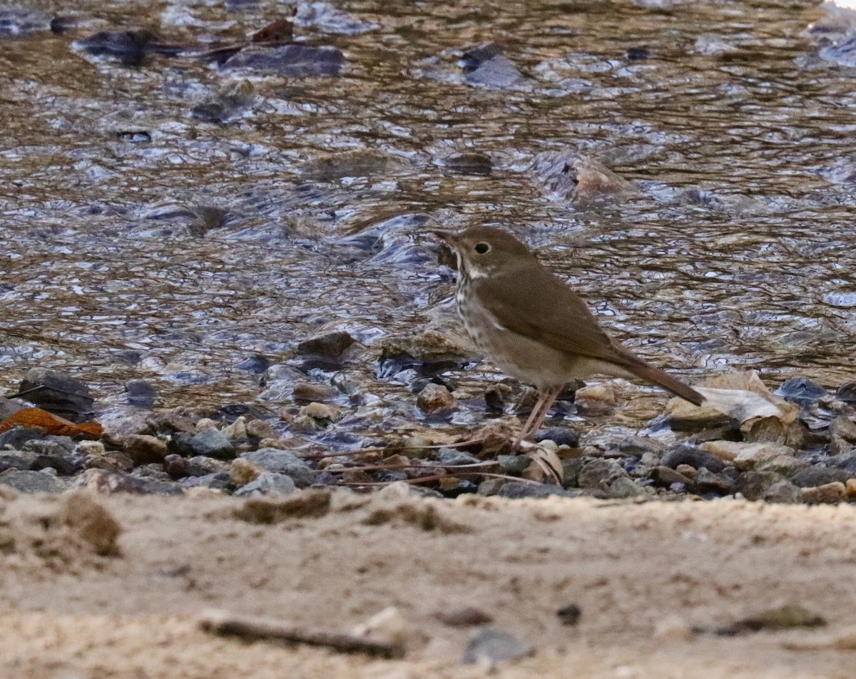 Hermit Thrush - ML632312438