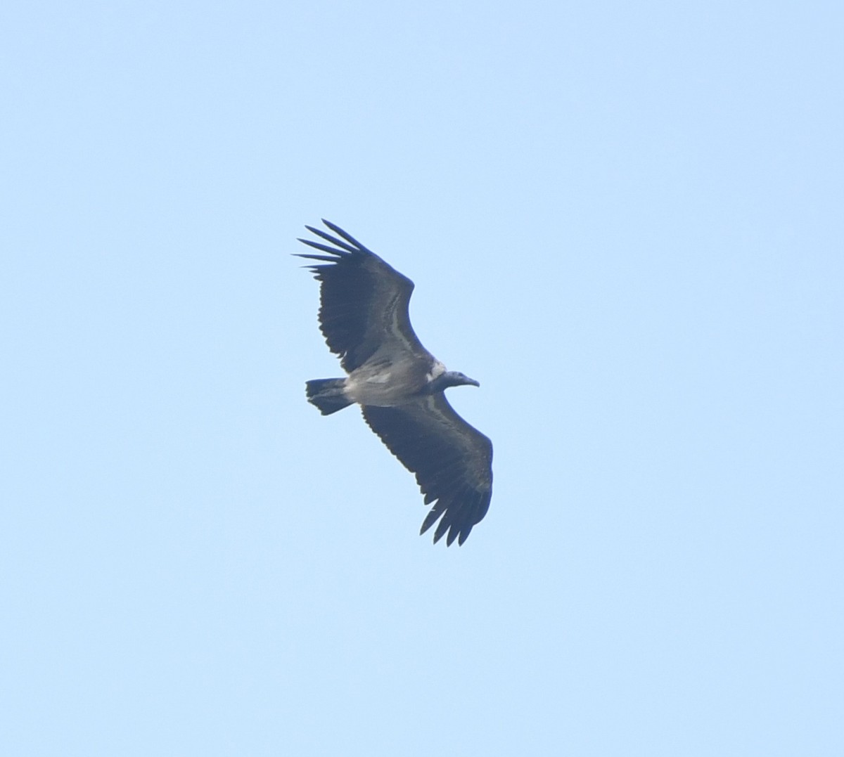Slender-billed Vulture - ML632312440
