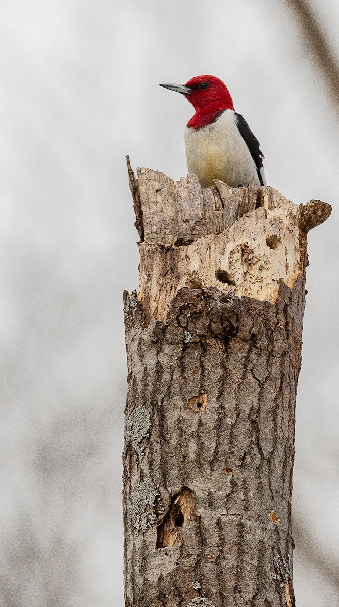 Red-headed Woodpecker - ML632312446