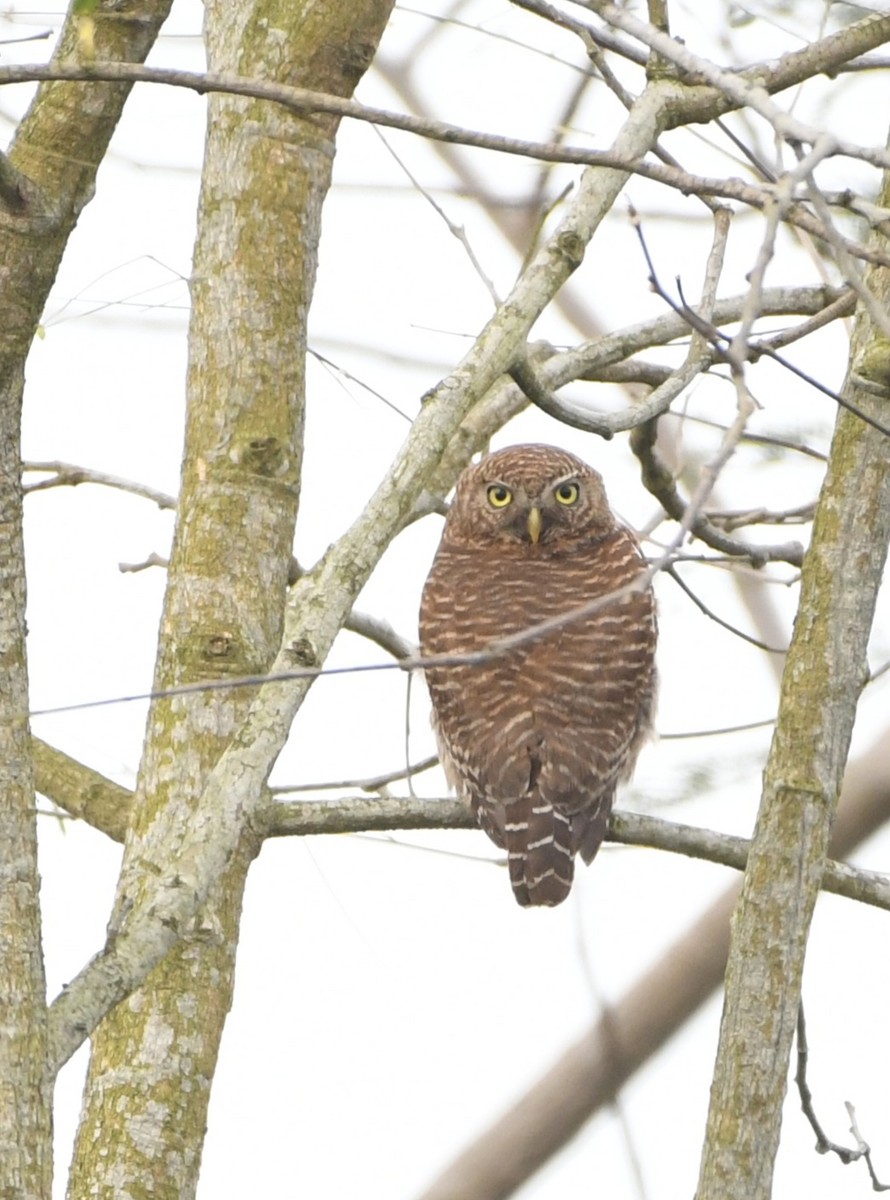 Asian Barred Owlet - ML632312448