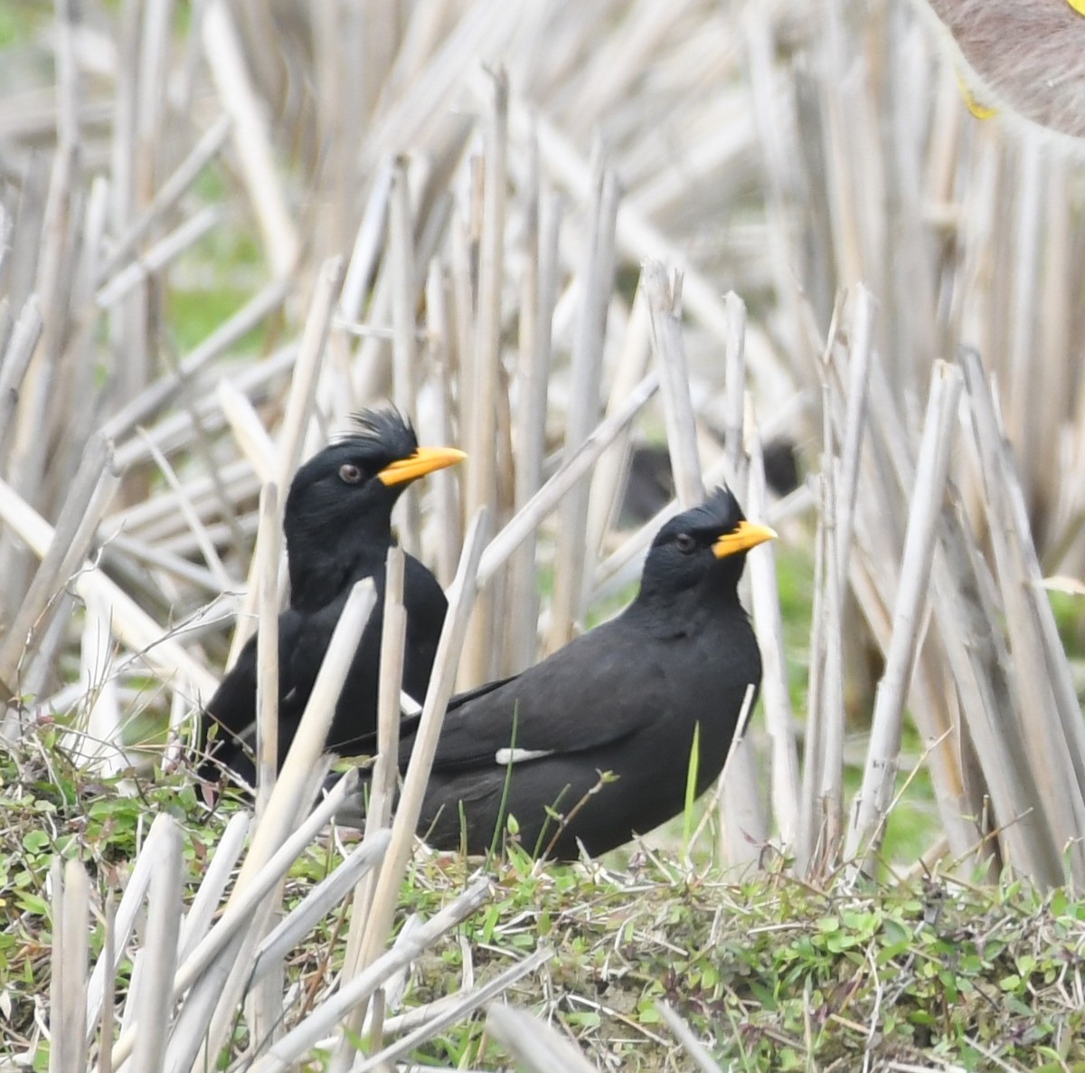 Great Myna - ML632312484
