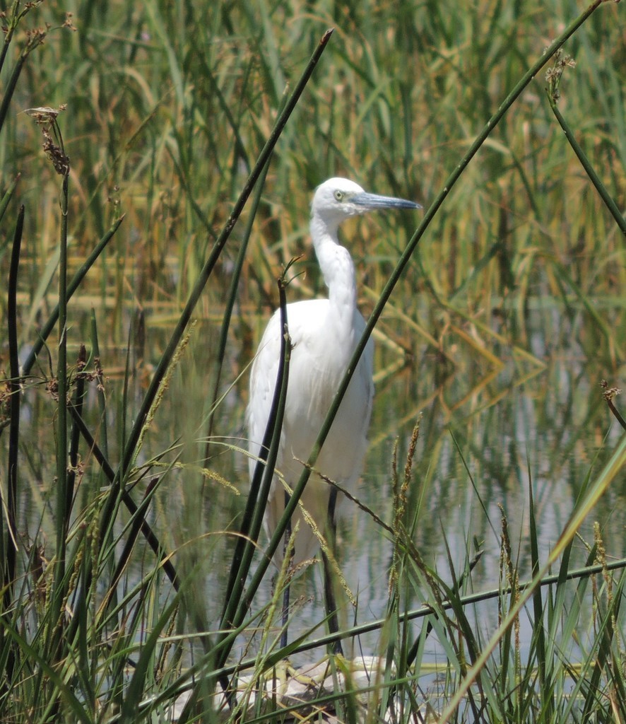 Little Egret (Western) - ML632312523