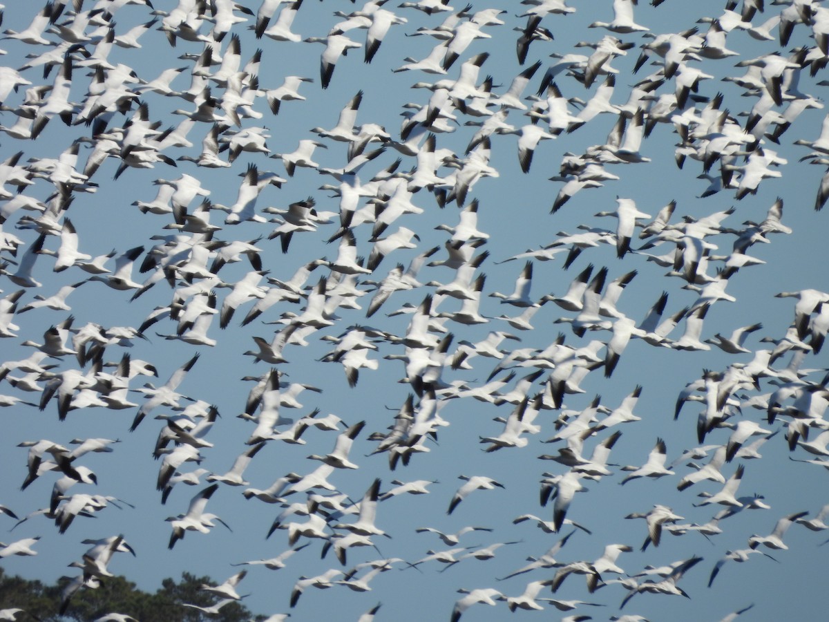 Snow Goose - ML632312532