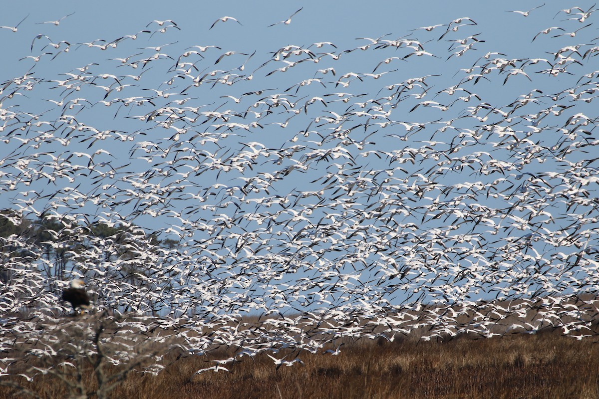 Snow Goose - ML632312533