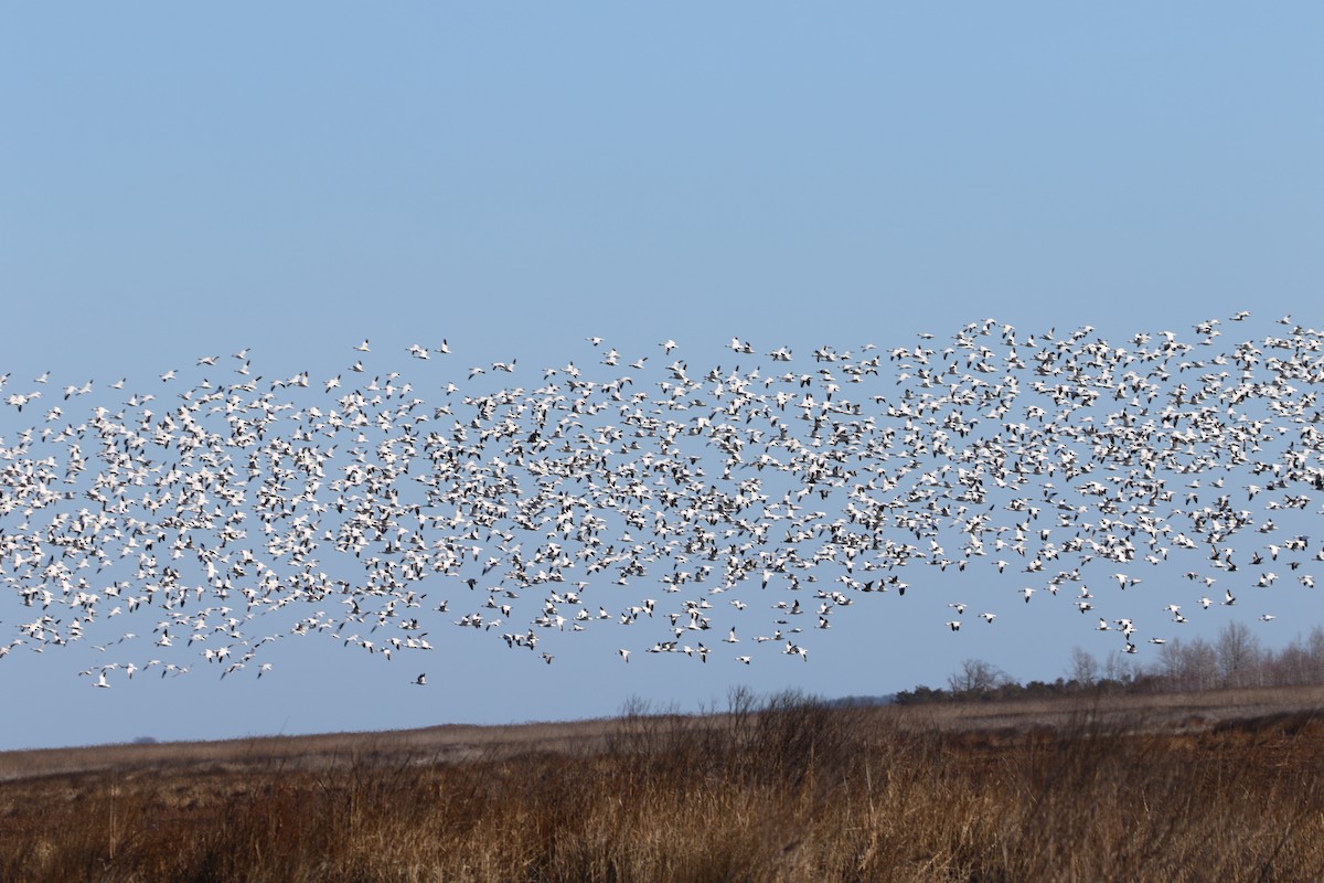Snow Goose - ML632312537