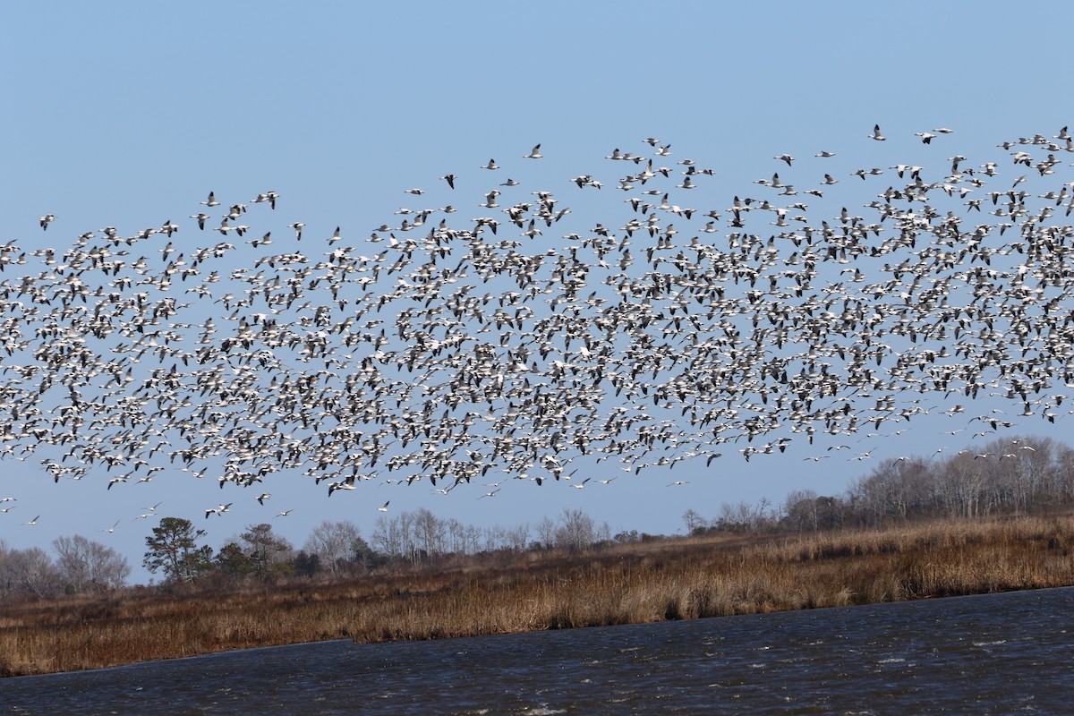 Snow Goose - ML632312539