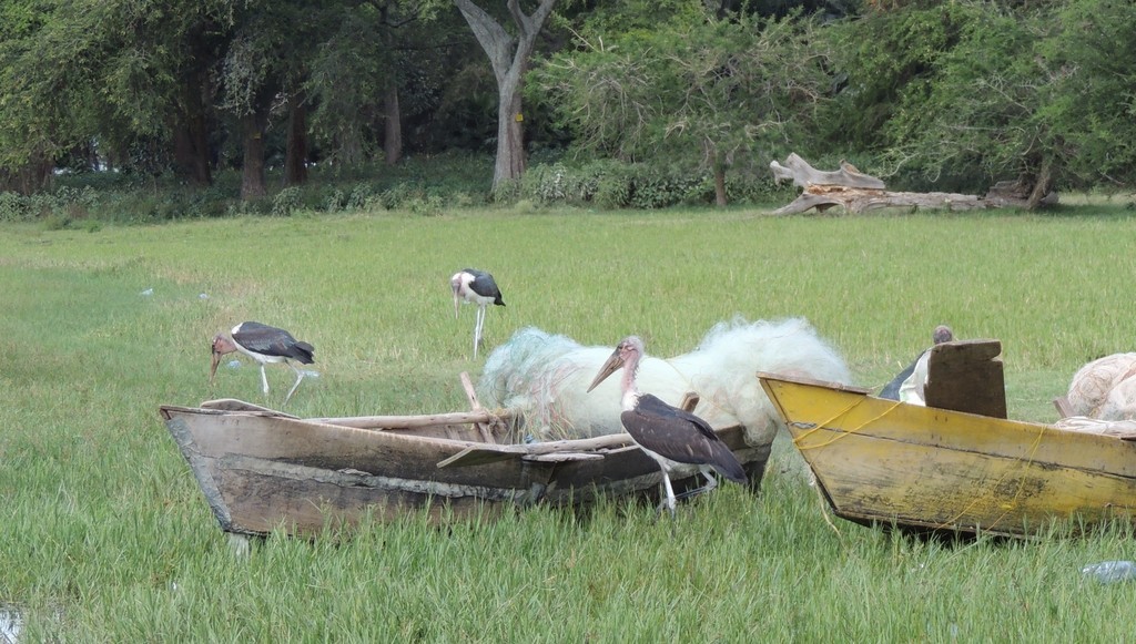 Marabou Stork - ML632312547