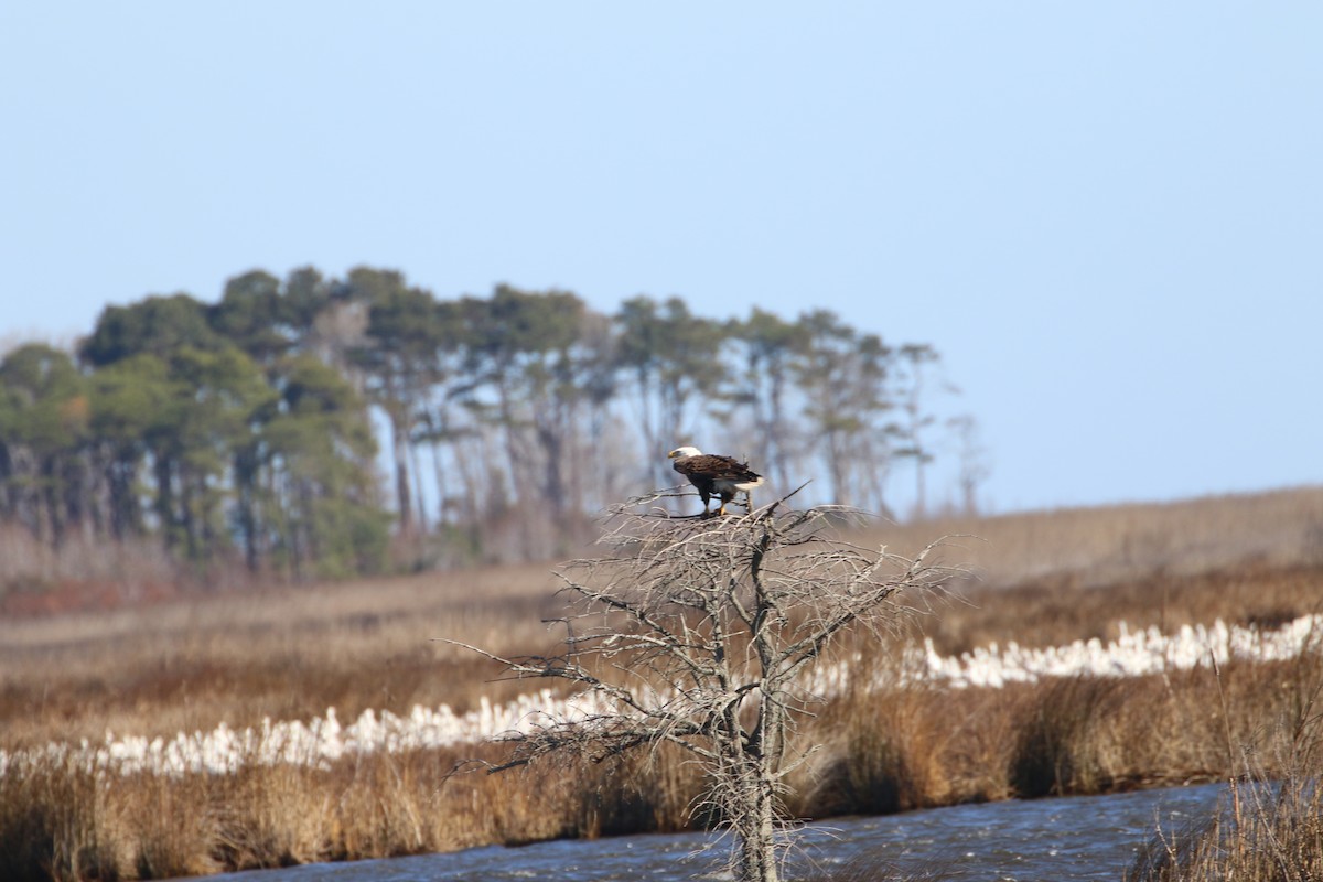 Bald Eagle - ML632312560