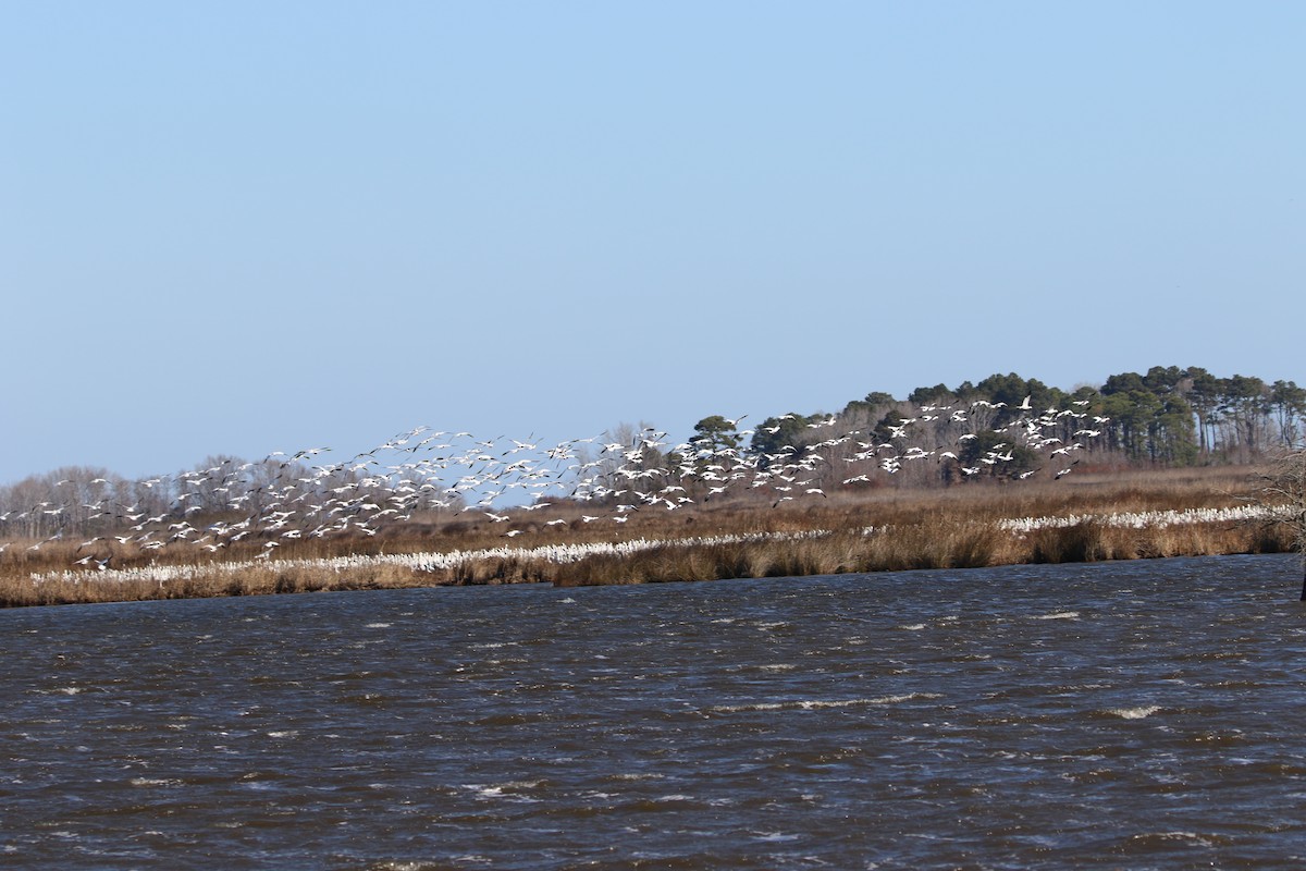 Snow Goose - ML632312574