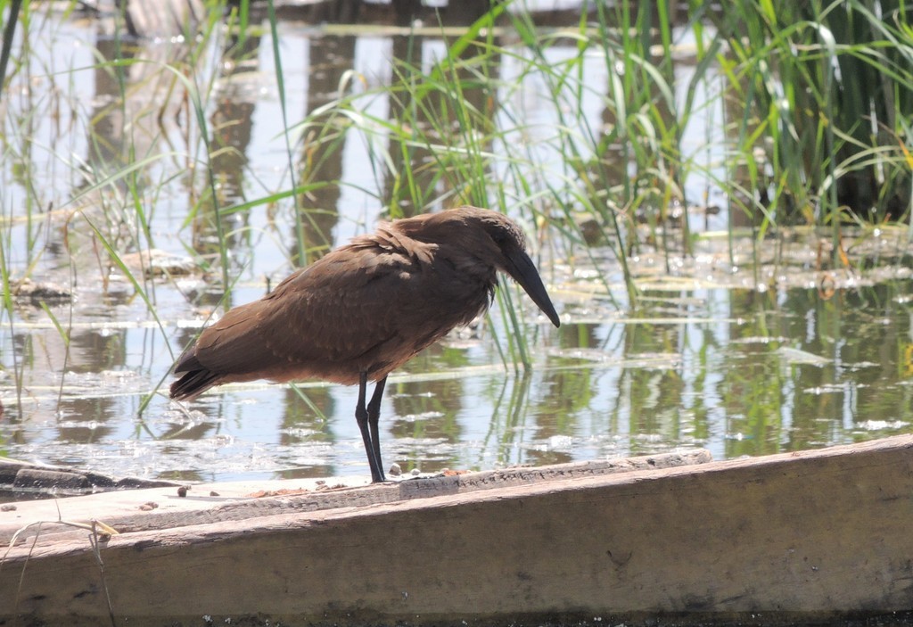 Hamerkop - ML632312576