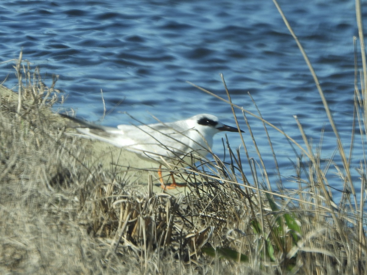 Forster's Tern - ML632312583
