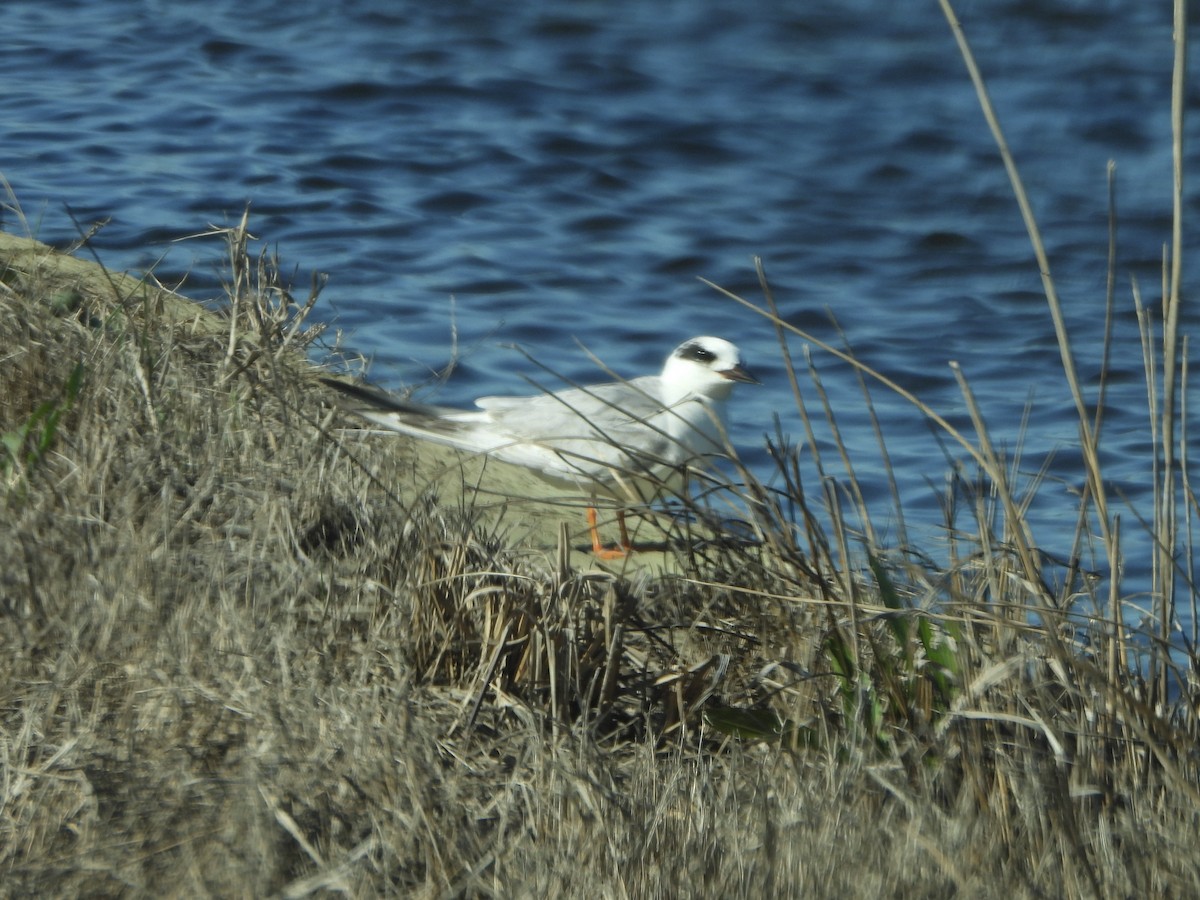 Forster's Tern - ML632312587