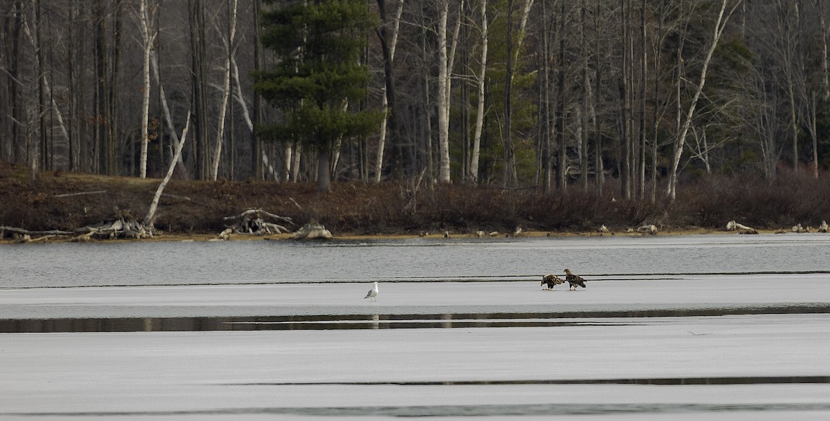 Bald Eagle - ML632312590