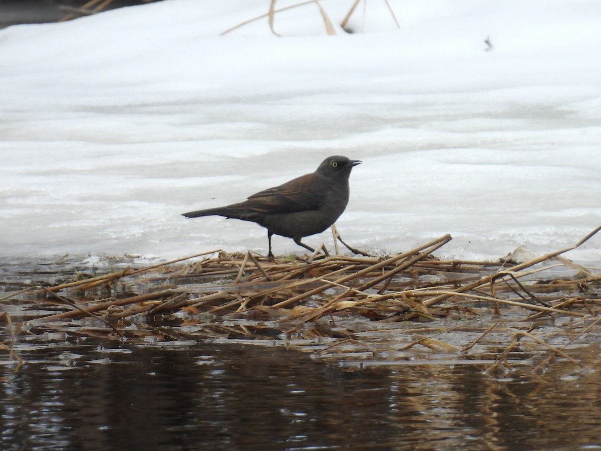 Rusty Blackbird - ML632312684