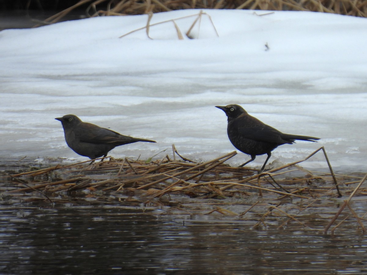 Rusty Blackbird - ML632312685
