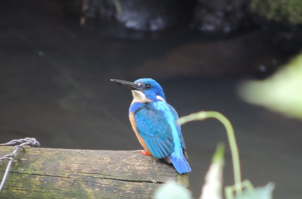 Half-collared Kingfisher - ML632312789